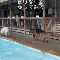 別の犬へ近づく大型犬