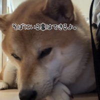 寄り添って伏せる犬