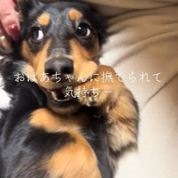 おばあちゃんに撫でてもらうレオくん2