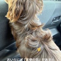 くせ毛が天使の羽のよう