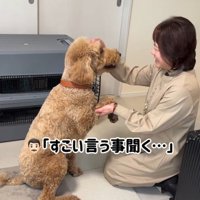 笑顔で見つめ合う犬とおばあちゃん