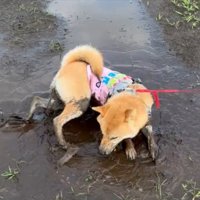 水たまり