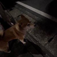 サイレンを確認