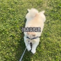 泣く泣く強制送還