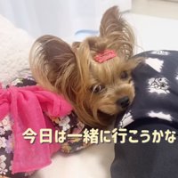 散歩に行く気の桜ちゃん