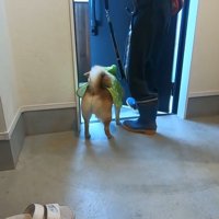 おにぎりくんの散歩拒否⑩