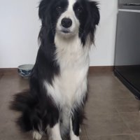 耳が下がった中型犬