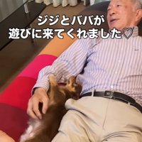 祖父にくっつく小型犬