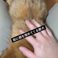 わんこをなでる飼い主さん