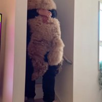 抱っこで階段を降りる大型犬
