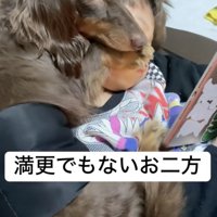 目を半開きにして眠るダックス