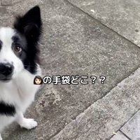 パパの話を聞くワンコ