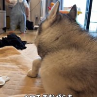 赤ちゃんから目を離さないスノウくん