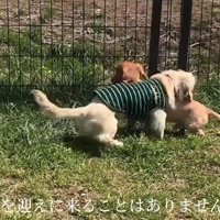 いつまでも迎えに来なかった
