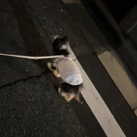 何事もなかったかのように歩く犬