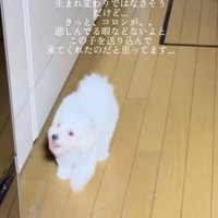 生まれ変わりではなさそう…