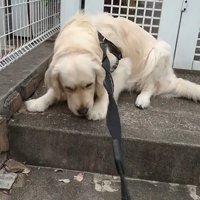 病院を嫌がるギンちゃん4