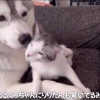 くぅちゃんを離さないりりたん9