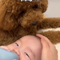 赤ちゃんを見る犬1