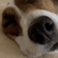 いびきをかいて熟睡中