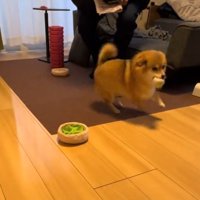 男性が触ろうとした瞬間、女性の方へ駆けて行く犬