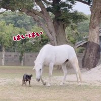 ルナちゃんについて回る♪