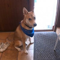 家族が出かける日のワンジローくん4