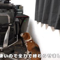 健気に待っている姿にキュン！