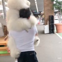 犬を抱えて歩く