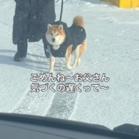 車の方へやってくる飼い主と柴犬