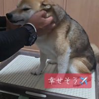 撫でられてウットリ♡