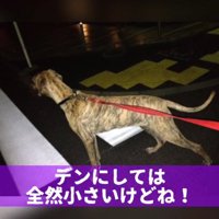 肉付きがよくなってきた犬