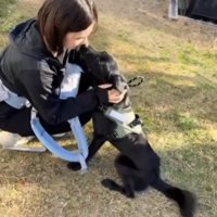 トレーニングする犬