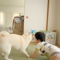 おまめちゃんと赤ちゃん2