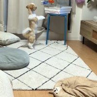 立ち上がってインコの鳥かごを見つめる犬