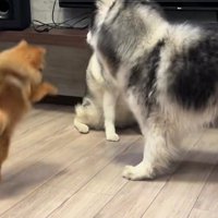 ワンプロに飛び入り参加