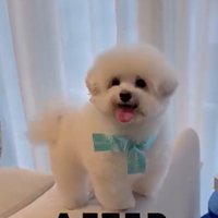 ジジくんのビフォーアフター4