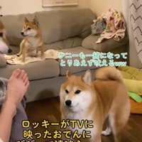 一緒になって吠えるケニーくん