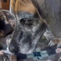 先住犬との初対面