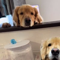 静止するイヴちゃん
