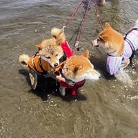 膝まで海水が浸かっている3頭の柴犬