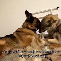 DAZくんをなだめるBENETTAちゃん2