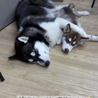 子犬に前足を乗せて眠る成犬