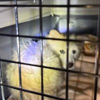 クレートの中で小さく丸まる泥まみれの子犬