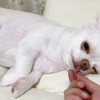 コハクくんの舌を掴んだら？6