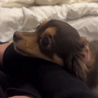 顎乗せで上目遣いの犬