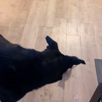 挨拶する大型犬と子猫