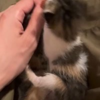 道端で子猫を保護