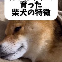 柴犬を甘やかして育てた結果