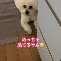 飼い主を見上げる犬